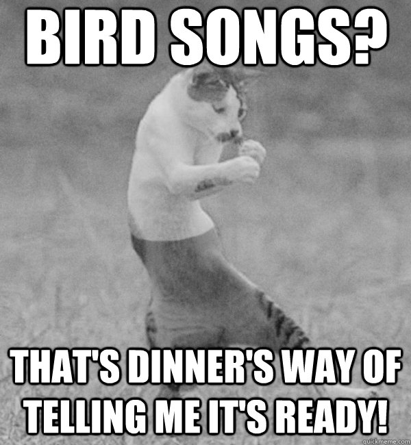 Bird songs? That's dinner's way of telling me it's ready! - Bird songs? That's dinner's way of telling me it's ready!  Overly Catly Cat