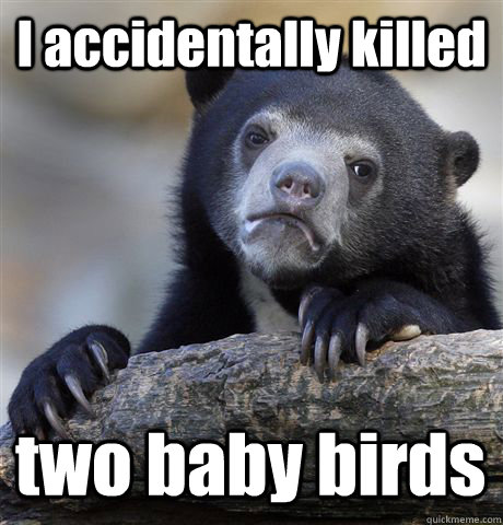 I accidentally killed two baby birds - I accidentally killed two baby birds  Confession Bear