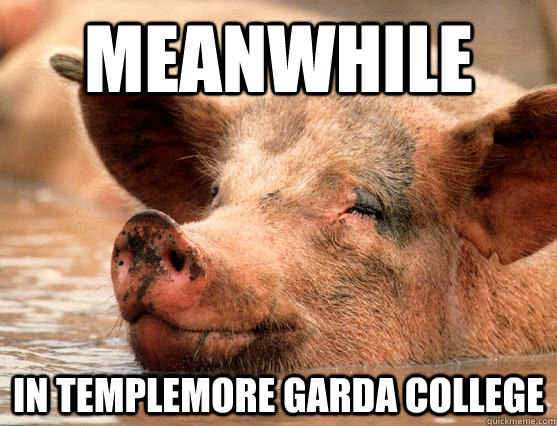 Meanwhile in TEMPLEMORE garda college  Stoner Pig