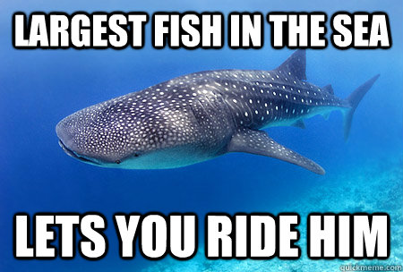 Largest Fish in the Sea Lets you ride him  