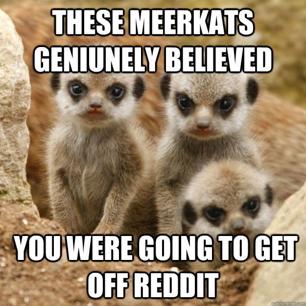 These Meerkats geniunely believed  You were going to get off reddit  Disappointed Meerkats