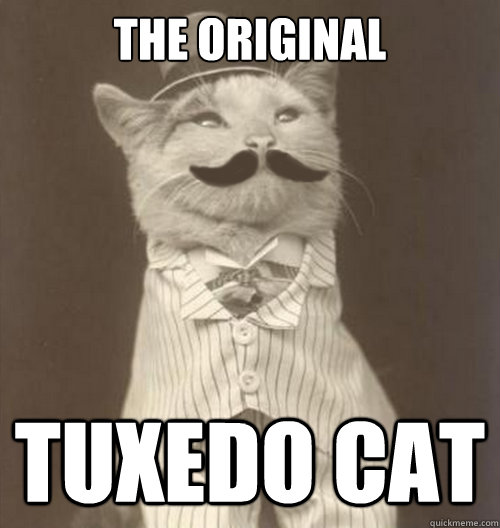 THE ORIGINAL TUXEDO CAT  Original Business Cat