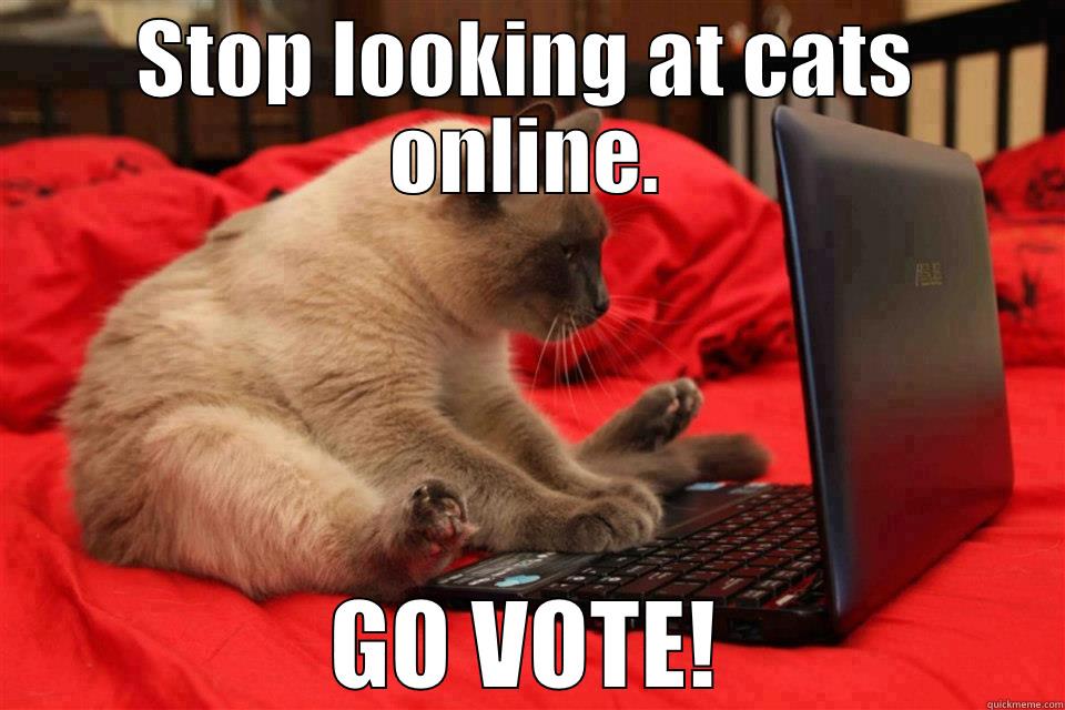 STOP LOOKING AT CATS ONLINE. GO VOTE! Misc