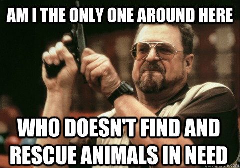 Am I the only one around here who doesn't find and rescue animals in need  - Am I the only one around here who doesn't find and rescue animals in need   Am I the only one