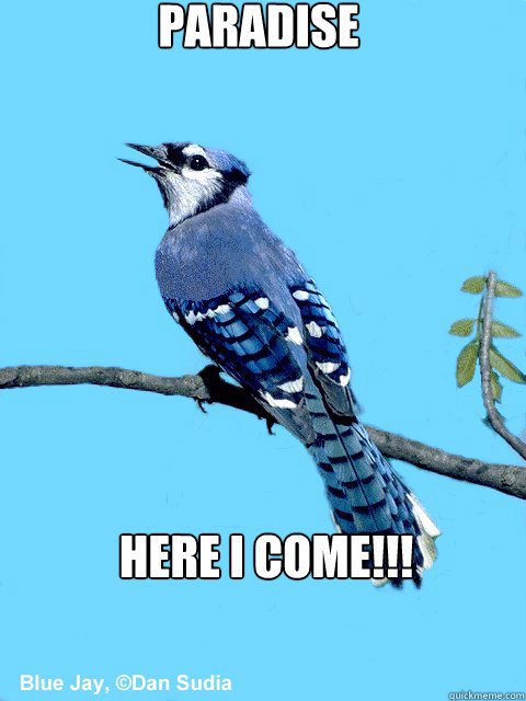 Paradise Here I come!!!
 - Paradise Here I come!!!
  Blue Team Bird
