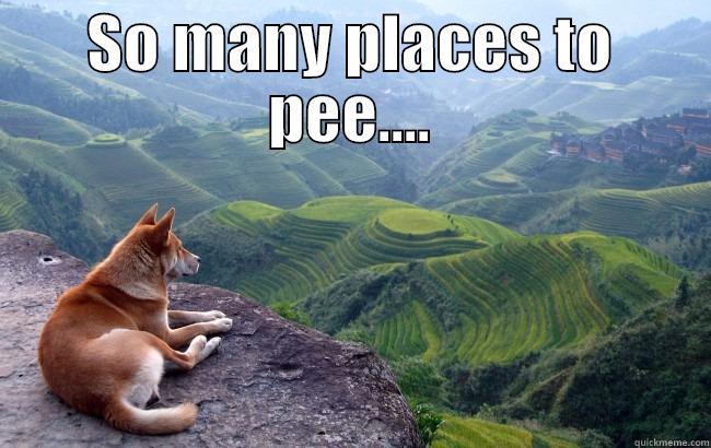 Dog overlook pee - SO MANY PLACES TO PEE....  Misc