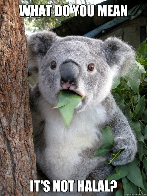 What do you mean It's not halal? - What do you mean It's not halal?  Confounded Koala