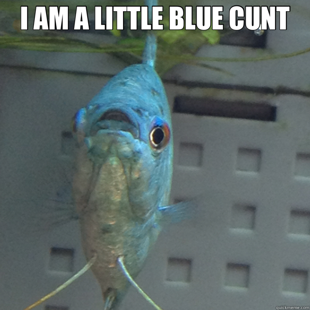 I AM A LITTLE BLUE CUNT   little blue cunt fish