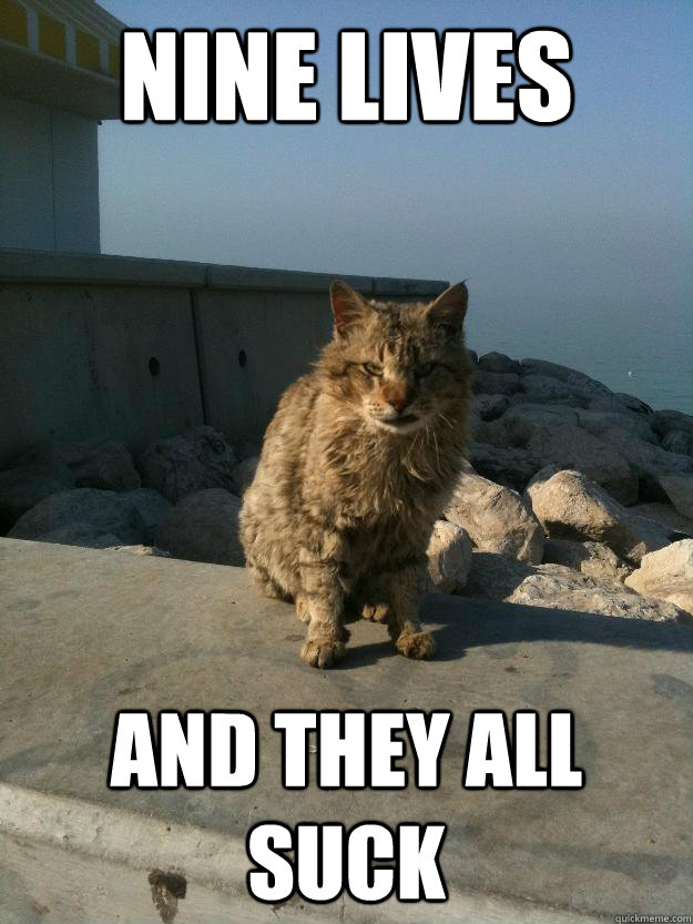 nine lives and they all suck  Bitter Cat