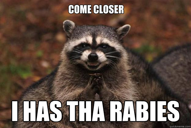 come closer I has tha rabies  Evil Plotting Raccoon