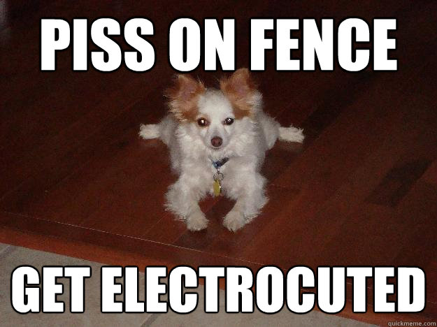 piss on fence get electrocuted - piss on fence get electrocuted  Idiot Chihuahua