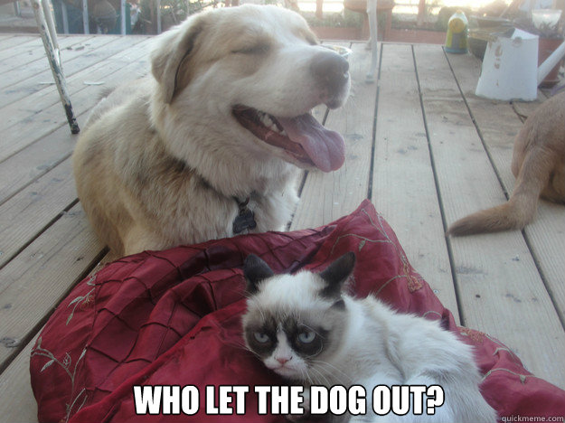 Who let the dog out?  - Who let the dog out?   another grumpy cat