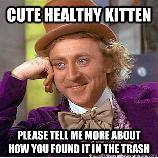 Cute Healthy Kitten please tell me more about how you found it in the trash - Cute Healthy Kitten please tell me more about how you found it in the trash  Condescending Wonka