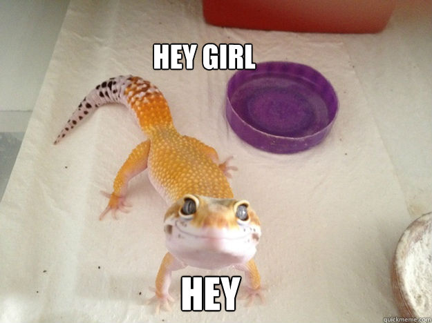 HEY   HEY GIRL  Ridiculously Photogenic Gecko