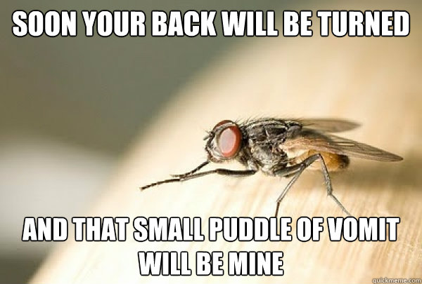 Soon your back will be turned and that small puddle of vomit will be MINE - Soon your back will be turned and that small puddle of vomit will be MINE  Evil Plotting Fly