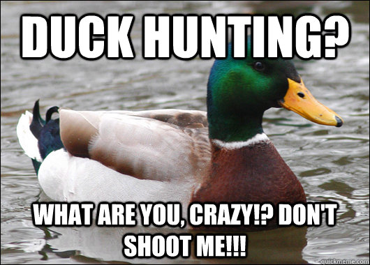 duck hunting? what are you, crazy!? don't shoot me!!! - duck hunting? what are you, crazy!? don't shoot me!!!  Actual Advice Mallard