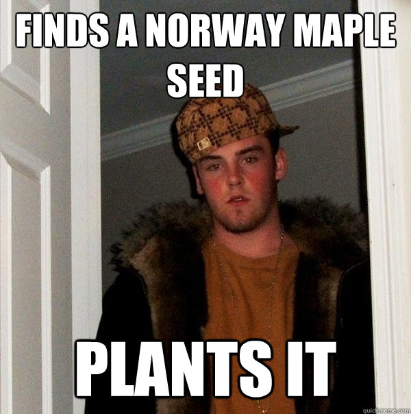 Finds a norway maple seed  Plants it  Scumbag Steve
