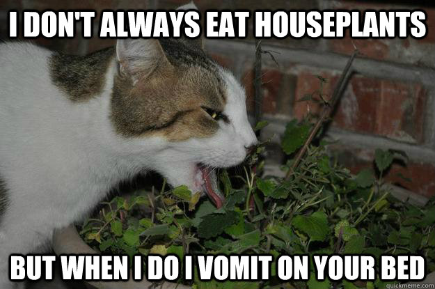 I don't Always eat houseplants But when I do I vomit on your bed  Catnip Cat