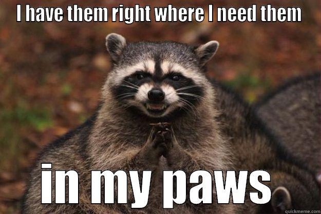 I HAVE THEM RIGHT WHERE I NEED THEM IN MY PAWS Evil Plotting Raccoon