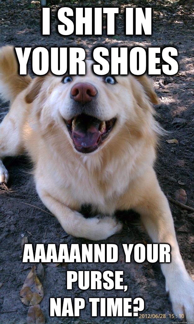 I shit in your shoes Aaaaannd your purse,
Nap time?  Overly Attached Dog