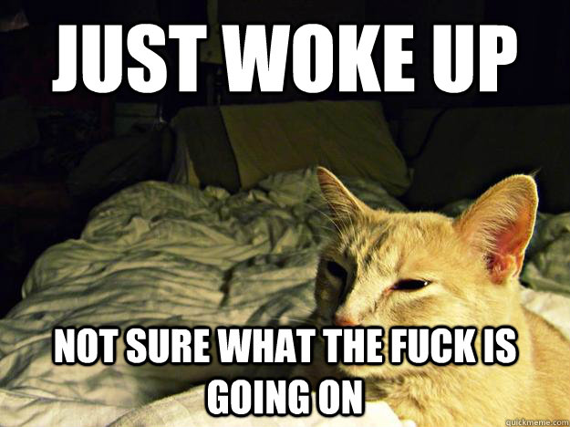 Just woke up Not sure what the fuck is going on  Dazed Cat