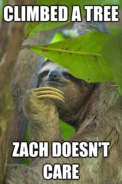 Climbed a Tree Zach doesn't care  Philososloth
