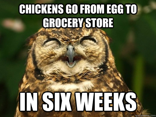 Chickens go From egg to grocery store in six weeks  