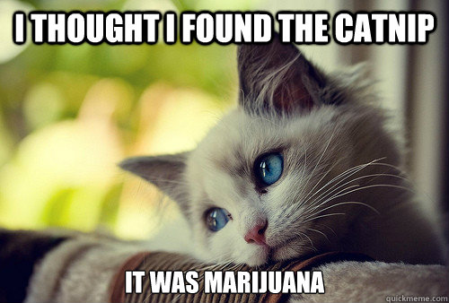 I thought I found the catnip It was marijuana  - I thought I found the catnip It was marijuana   First World Problems Cat