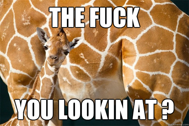 The FUCK YOU LOOKIN AT ? - The FUCK YOU LOOKIN AT ?  Angry Giraffe