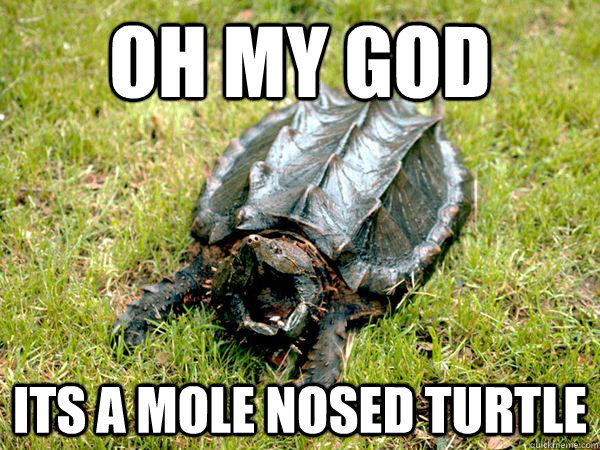 oh my god its a mole nosed turtle  oh my god turtle meme