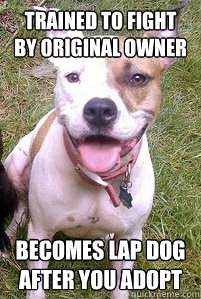 Trained to fight by original owner Becomes lap dog after you adopt  