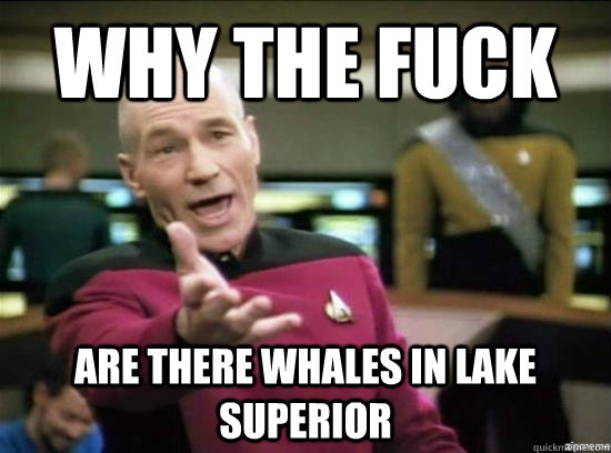 Why the fuck are there whales in lake superior  Annoyed Picard HD