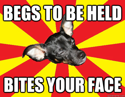 Begs to be held bites your face   Texy Tex innocent dog meme