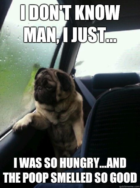 I don't know man, I just... I was so hungry...and the poop smelled so good  Introspective Pug
