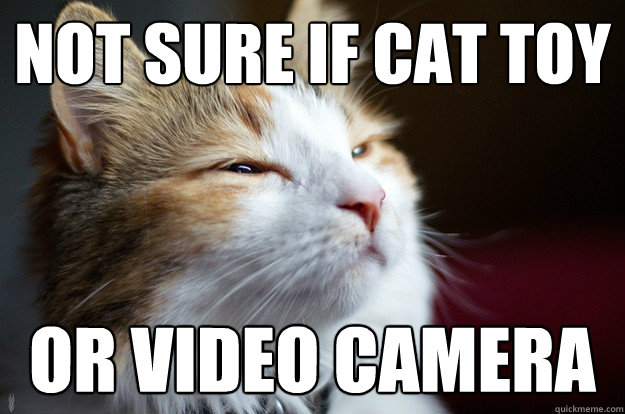 Not sure if cat toy or video camera - Not sure if cat toy or video camera  Suspicious Cat