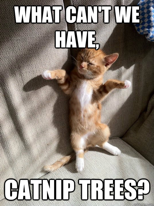 what can't we have, catnip trees?  