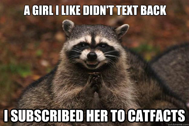 a girl I like didn't text back I subscribed her to catfacts  Evil Plotting Raccoon