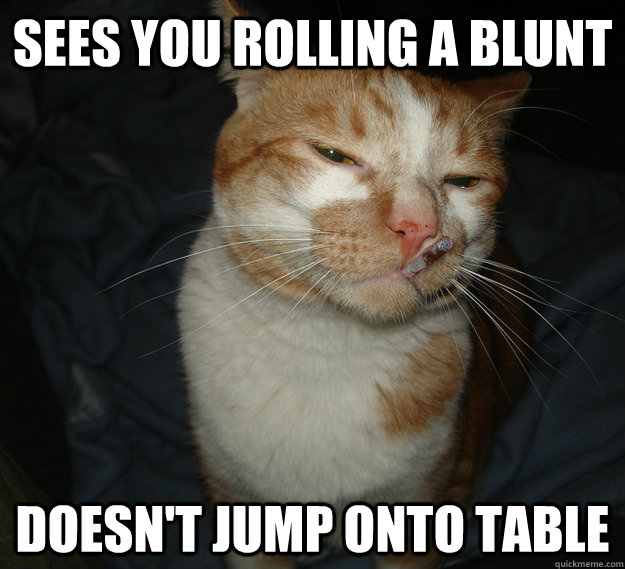 sees you rolling a blunt doesn't jump onto table  Cool Cat Craig
