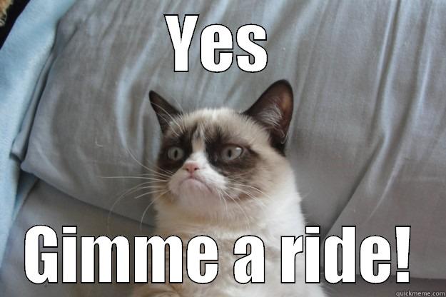YES GIMME A RIDE! Grumpy Cat