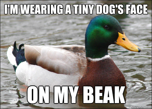 I'm wearing a tiny dog's face on my beak  Actual Advice Mallard
