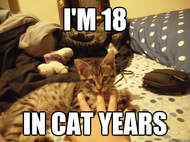 I'm 18 in cat years  