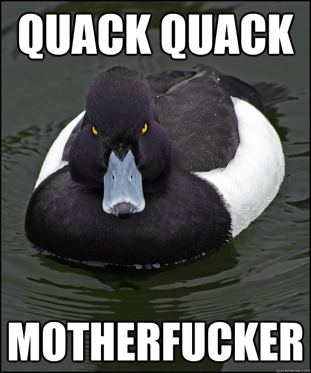 Quack quack Motherfucker - Quack quack Motherfucker  Angry Advice Duck