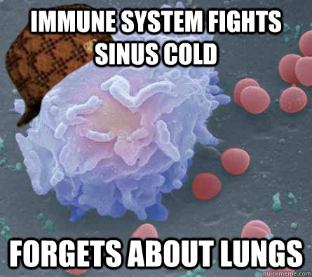 Immune system fights sinus cold Forgets about lungs  Scumbag immune system