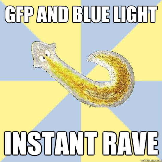 gfp and blue light instant rave  Bio Major Planarian