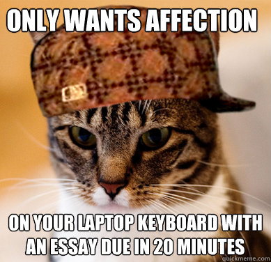 Only wants affection on your laptop keyboard with an essay due in 20 minutes - Only wants affection on your laptop keyboard with an essay due in 20 minutes  Scumbag Cat