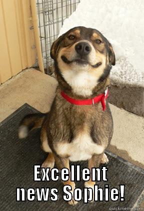  EXCELLENT NEWS SOPHIE! Good Dog Greg