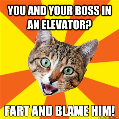 You and your boss in an elevator? Fart and blame him!  Bad Advice Cat