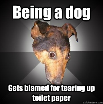 Being a dog Gets blamed for tearing up toilet paper - Being a dog Gets blamed for tearing up toilet paper  Depression Dog