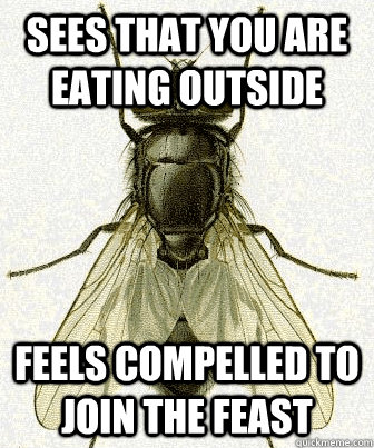sees that you are eating outside feels compelled to join the feast - sees that you are eating outside feels compelled to join the feast  Fly logic