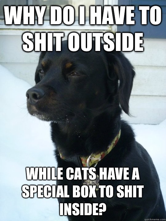 Why do I have to shit outside While cats have a special box to shit inside? - Why do I have to shit outside While cats have a special box to shit inside?  Philosophical Puppy